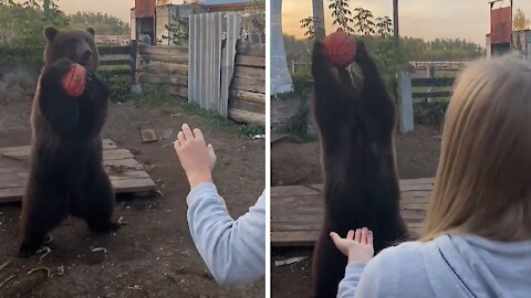 This bear loves to play basketball with her caretaker