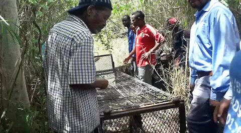 SOUTH AFRICA - KwaZulu-Natal - Crocodile terrorises villagers (Videos) (g9L)