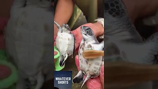 Turtle spa takes their job very seriously #shorts #animals #turtle #baby #cute