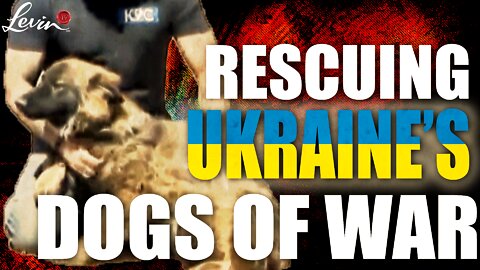 Rescuing Ukraine's Dogs of War