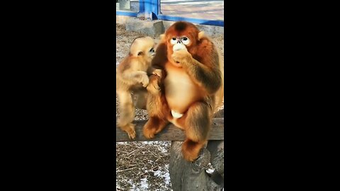 Cute Monkey