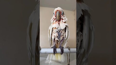 Post-Shower Bliss: Boo the Goffin's Cockatoo, Sated and Soaked! #cockatoos #goffins #wetbird #cute