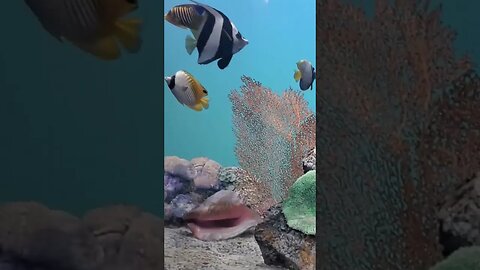 salt water fish tank, super low maintenance! #saltwater #fish #deepfake #gotcha #humor #fail