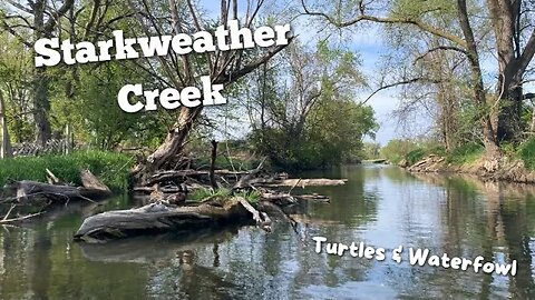 Paddling on Starkweather Creek, Turtles and Waterfowl on this Urban Creek Paddle!