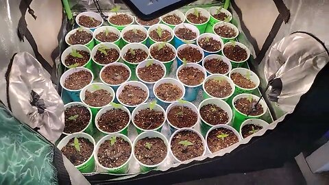 10 day's from seed