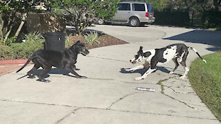Playful Great Danes Run Zoomies On Their Newspaper Delivery Job