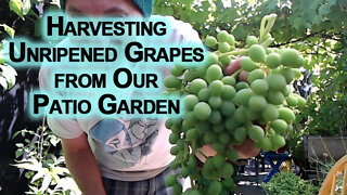 Harvesting More Unripened Grapes from Our Patio Garden [ASMR]