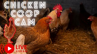 🔴Live | Chicken Coop Cam