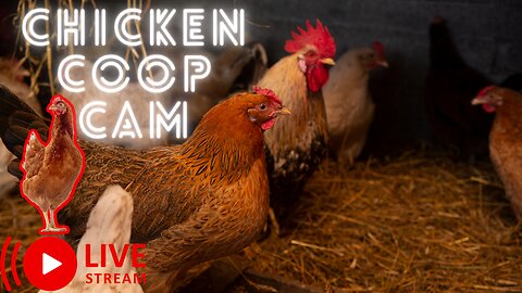 🔴Live | Chicken Coop Cam