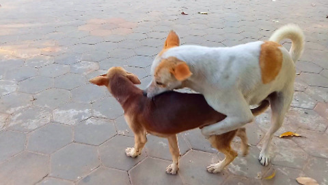 Funny dog ! male dog meet small male dog on the street