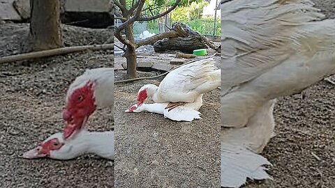 Duck LOVE Muscovy duck mating #shorts