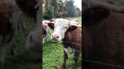 Got an itch? Scratch it! #cattle #countryside #longhorns