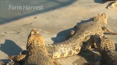 crocodile harvesting meet cutting