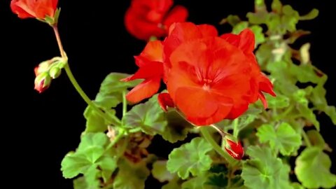 Beautiful Time Lapse of Blooming Red Geranium