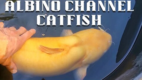 GIANT Albino channel catfish