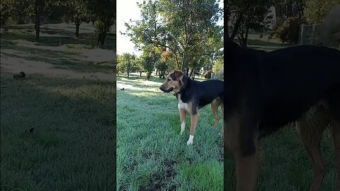Dog Shepherd Australian Male FULL Speed | K9 D.I.Y in 4D