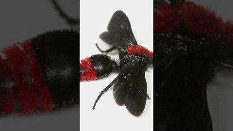 The Velvet Ant: Furry Marvels of the Insect World!