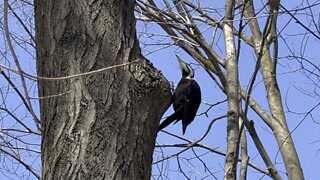 Pileated wood pecker James Gardens 3