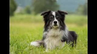 Cão viaja sobre rodas pelos EUA