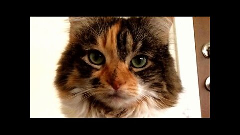 This cat talks human. But just one word.