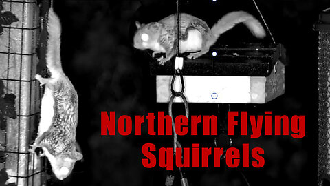 Attracting Flying Squirrels to the Bird Feeder