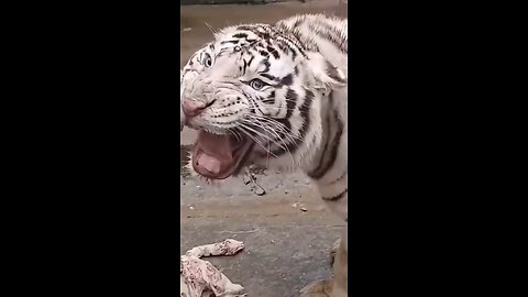very beautiful tiger