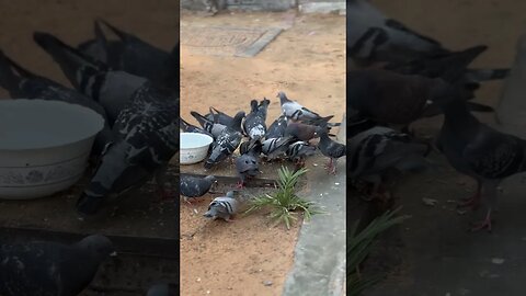 UAE pigeon #youtube #youtubeshorts #viralvideo #entertainment #birds #pigeon