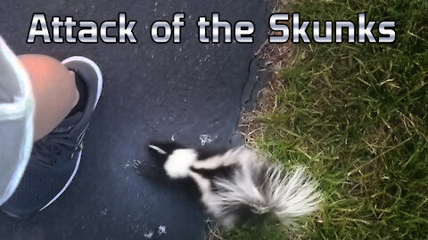 Attack of the Skunks