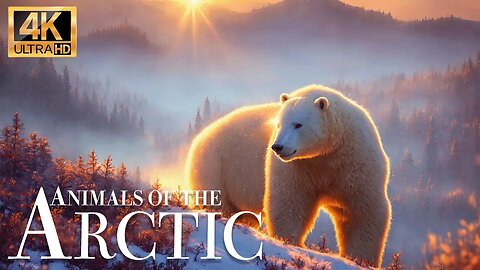 Арктические животные 4K - Замечательный фильм о дикой природе с успокаивающей музыкой