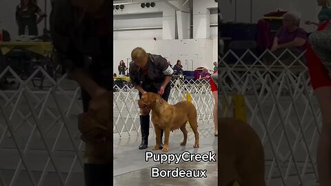 Tonya at dog show with her Dogue de Bordeaux #showdog #AKCdogshow