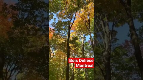 Hiking video at Bois De Liese Forest 🌳 in Montreal. #SHORTS #nature