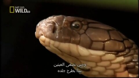 King Cobras Documentary World's Deadly King Cobras Full HD @ABR Entertainment