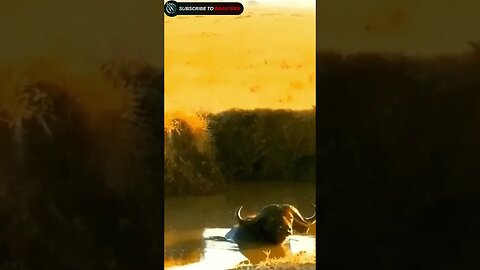 Lion cubs stand off against young buffalo