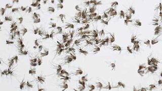 House in US gets infested by thousands of small insects