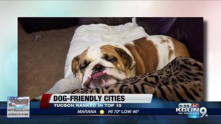 Tucson ranked among best cities for dog owners