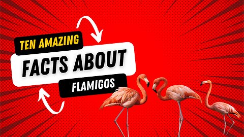 10 Amazing Facts About Flamingos