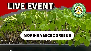 Unlock the Power of Moringa Microgreens | LIVE Demonstration Q&A Event