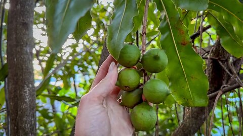 Macadamia nuts ransacked