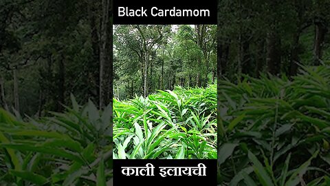 #shorts | Black Cardamom | काली (बड़ी) इलाइची | Kheti Power