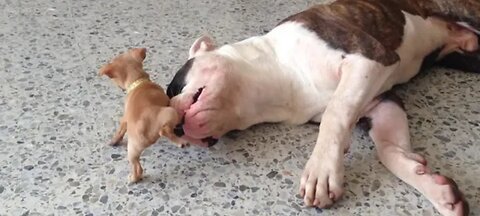 Tiny chihuahua puppy adorably teases American bulldog