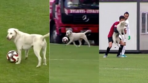 Canine interruption - How a dog brought a football match to a halt