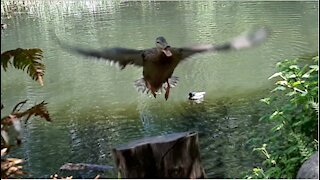 Ducks unexpectedly flew over us at the pond