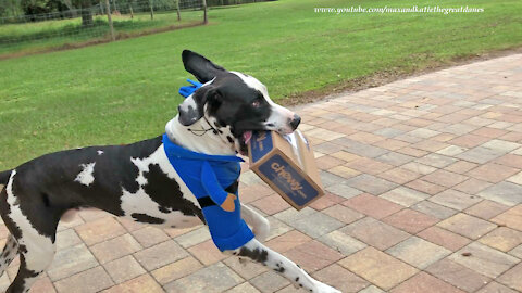 Great Danes Have Fun Working In Their Delivery Dogs Halloween Costumes
