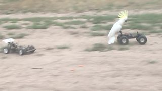 Cockatoo Bird Loves Car Racing