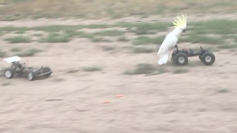 Cockatoo Bird Loves Car Racing