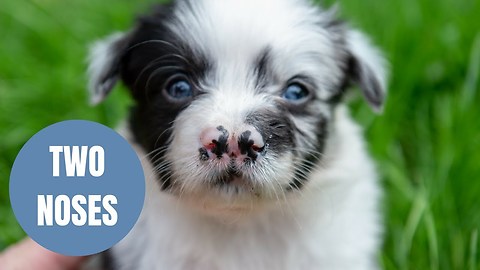 This adorable border collie puppy was born with TWO noses - making him twice as cute