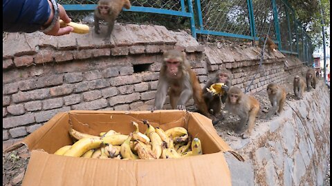 The best of monkey is banana || feeding two box banana