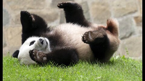 China 'Pandas' to United States With Furry Ambassadors