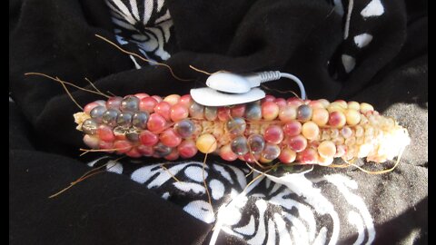 Amazingly Vibrant Gem Glass Corn September 2021