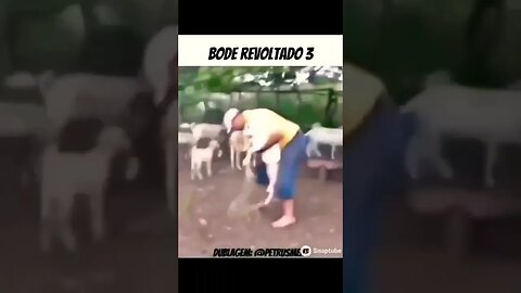 Vídeo engraçado 🤣